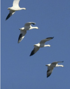 Fliegende Vögel